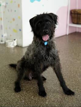 Poodle Dogs Available for Adoption in Pasadena, California - Koda | PetCurious