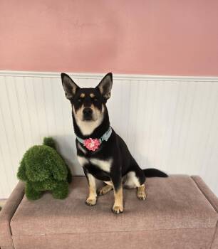 Australian Kelpie and Shepherd Dogs Available for Adoption - Talia | PetCurious