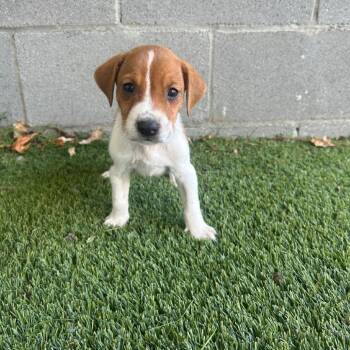 Gunner 4062 -  Treeing Walker Coonhound Dog for Adoption in Loxahatchee Groves, Florida - Gunner 4062 | PetCurious