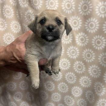 Jack Russell Terrier Dogs Available for Adoption in Lodi, California - Esme | PetCurious