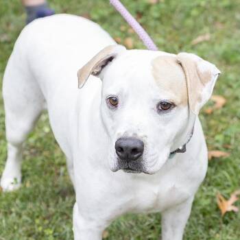 Rescue Labrador Retriever Dogs for Adoption in Slidell, Louisiana - Rowan | PetCurious