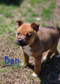 Black Mouth Cur Dogs Available for Adoption in Berlin, New Jersey - Ben | PetCurious