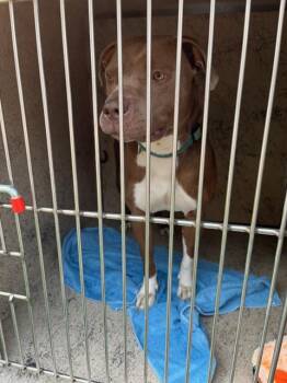 Rescue Pit Bull Terrier Dogs for Adoption in Louisville, Kentucky - XENA BABY | PetCurious