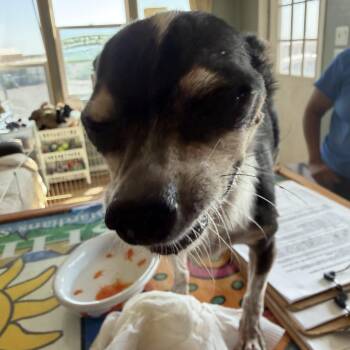 Theo -  Chihuahua Dog for Adoption in Deming, New Mexico - Theo | PetCurious