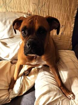 Roscoe IV -  Boxer Dog for Adoption in Hewitt, Texas - Roscoe IV | PetCurious