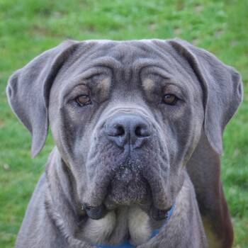 Cane Corso Dogs Available for Adoption in Huntley, Illinois - Otis | PetCurious
