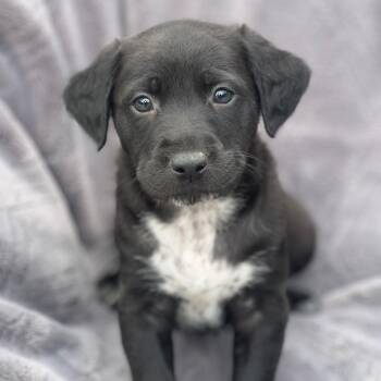 Shepherd and Labrador Retriever Dogs Available for Adoption in San Diego, California - Dakota Pup - Bighorn | PetCurious