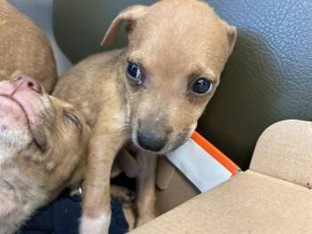 Tanner A219465 -  Pit Bull Terrier Dog for Adoption in Plano, Texas - Tanner A219465 | PetCurious