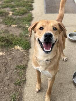 Rescue Labrador Retriever Dogs for Adoption in Logan, Ohio - Bob | PetCurious
