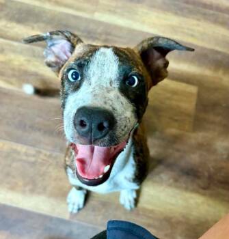 Skye -  Mixed Breed Dog for Adoption in Eutawville, South Carolina - Skye | PetCurious