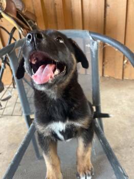 Big Bear -  German Shepherd Dog and Husky Dog for Adoption in Calera, Alabama - Big Bear | PetCurious