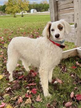 Rescue Cockapoo Dogs for Adoption in St. Joseph, Michigan - Pepperoni | PetCurious