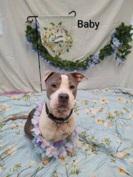 Terrier Dogs Available for Adoption - Baby | PetCurious