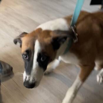 Claire -  Mixed Breed Dog for Adoption in Richmond Hill, Georgia - Claire | PetCurious