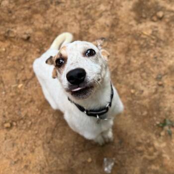 Teaq -  Mixed Breed Dog for Adoption in Fredericksburg, Virginia - Teaq | PetCurious