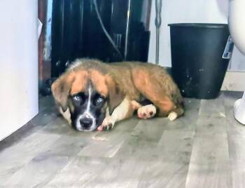 Sierra -  Saint Bernard Dog for Adoption - Sierra | PetCurious