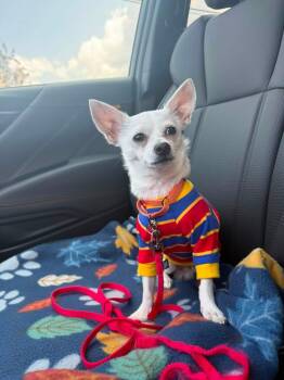 Detour -  Chihuahua Dog for Adoption in Grafton, Ohio - Detour | PetCurious
