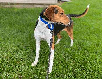 Rescue Beagle Dogs for Adoption in West Decatur, Pennsylvania - Wynnie | PetCurious
