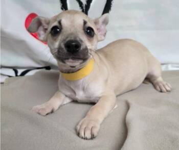 Chihuahua Dogs Available for Adoption - Clover | PetCurious
