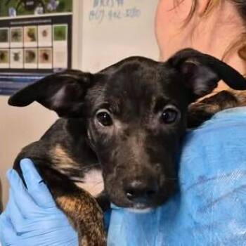 Miley -  Australian Cattle Dog Blue Heeler Dog for Adoption in Bolivar, Missouri - Miley | PetCurious