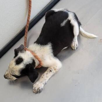 928 (2026) Takis -  Cattle Dog and Mixed Breed Dog for Adoption in Parker, Colorado - 928 (2026) Takis | PetCurious