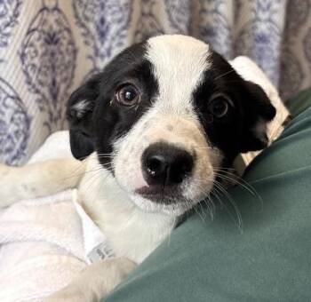 Ann -  Mixed Breed Dog for Adoption in Honolulu, Hawaii - Ann | PetCurious
