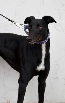 Rescue Greyhound Dogs for Adoption in Coon Rapids, Minnesota - Dazzle | PetCurious