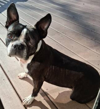 Boston Terrier Dogs Available for Adoption - Anne In NE | PetCurious