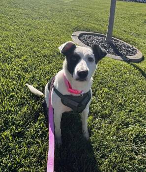 Rescue Border Collie Dogs for Adoption in Twin Falls, Idaho - Pumba | PetCurious