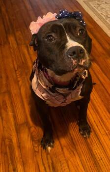 Trudy -  Mixed Breed Dog for Adoption in Hornell, New York - Trudy | PetCurious