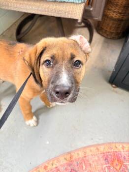 Chunk -  Mixed Breed Dog for Adoption in Crandon, Wisconsin - Chunk | PetCurious