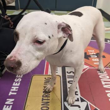 Pit Bull Terrier Dogs Available for Adoption - Bonnie | PetCurious