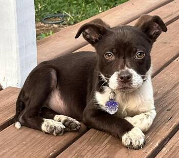 English Pointer and Mixed Breed Dogs Available for Adoption in Lincoln, Nebraska - MOLLY | PetCurious
