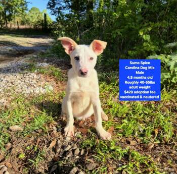 Carolina Dog Dogs Available for Adoption in Oviedo, Florida - Sumo Spice | PetCurious