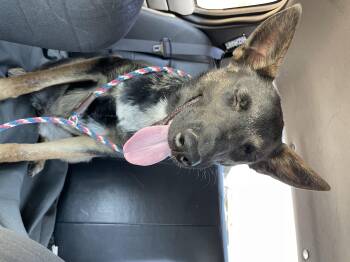 Kona -  Belgian Shepherd Malinois Dog for Adoption in Duxbury, Massachusetts - Kona | PetCurious