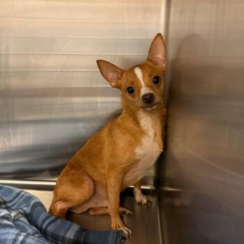 Rudy -  Chihuahua and Mixed Breed Dog for Adoption in Denison, Texas - Rudy | PetCurious