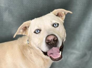 Scooby -  Husky and Great Pyrenees Dog for Adoption in Portland, Oregon - Scooby | PetCurious