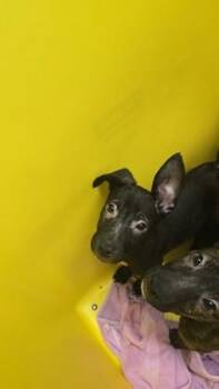Dorothy -  Mixed Breed Dog for Adoption in Wichita, Kansas - Dorothy | PetCurious