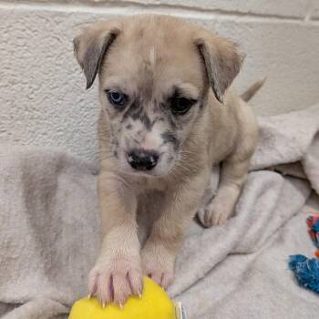 Puppy 7 -  Catahoula Leopard Dog and Shepherd Dog for Adoption in Buchanan Dam, Texas - Puppy 7 | PetCurious