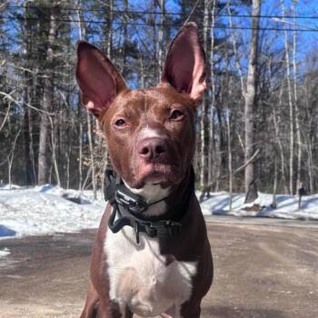 Pit Bull Terrier Dogs Available for Adoption in Portland, Maine - Betty (FEE SPONSORED) | PetCurious