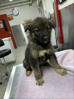 ISABELLA -  Husky Dog for Adoption in Fairbanks, Alaska - ISABELLA | PetCurious