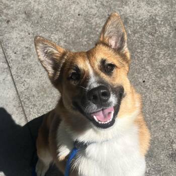 Lassie -  Mixed Breed Dog for Adoption in East Hanover, New Jersey - Lassie | PetCurious