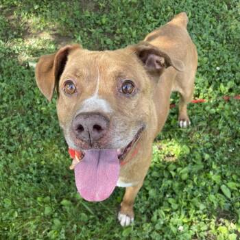 Buck -  Mixed Breed Dog for Adoption in Chattanooga, Tennessee - Buck | PetCurious