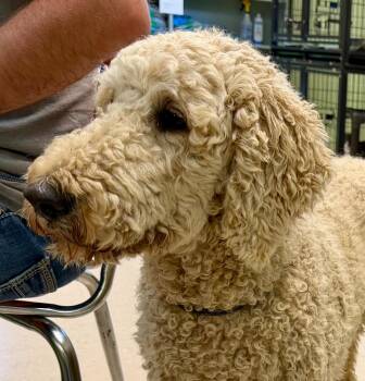 Chip -  Poodle and Golden Retriever Dog for Adoption in Burnsville, North Carolina - Chip | PetCurious