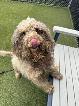 Chewy -  Mixed Breed Dog for Adoption in Lafayette, Indiana - Chewy | PetCurious