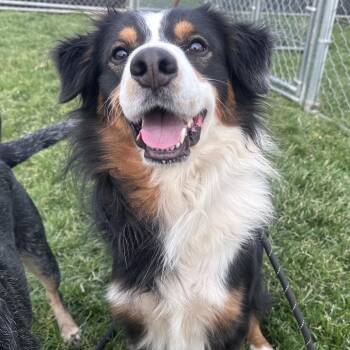 Bo -  Australian Shepherd Dog for Adoption in Canton, Illinois - Bo | PetCurious
