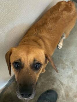 Wilma -  Beagle and Mixed Breed Dog for Adoption in Bowling Green, Kentucky - Wilma | PetCurious