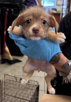 MARCIE -  Dachshund Dog for Adoption in San Antonio, Texas - MARCIE | PetCurious