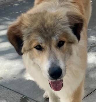 Golden Retriever and Great Pyrenees Dogs Available for Adoption in Los Angeles, California - Reba McIntire | PetCurious