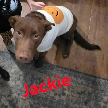 Jackie -  Chocolate Labrador Retriever and Mixed Breed Dog for Adoption in Tacoma, Washington - Jackie | PetCurious